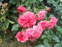 DSCN4369.webp