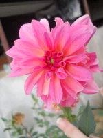 DSCN4371.webp