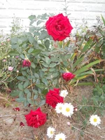DSCN4372.webp