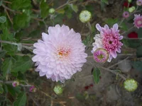 DSCN4373.webp