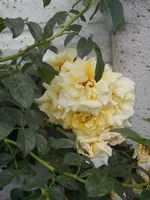 DSCN4374.webp