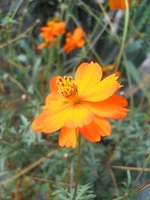 DSCN4376.webp