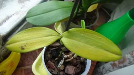 DSC01512.webp