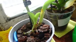 DSC01513.webp