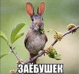 12088297_1040994545944948_4948747057950637825_n.webp