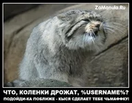 69506526_1295530387_7.webp