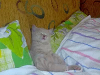 001.webp