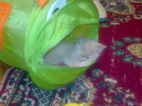 004.webp
