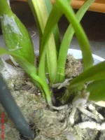 DSC01439.webp