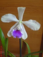 DSC01437.JPG