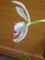 DSC01436.JPG