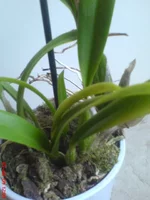 DSC01433.webp