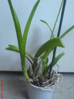 DSC01431.webp