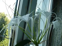Hymenocallis.webp