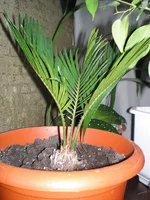 P8070203.webp