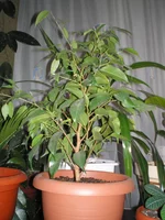 P8070204.webp