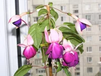 _цветочки.webp