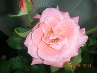 DSCN9243.webp