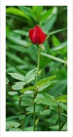 DSC_0017.webp