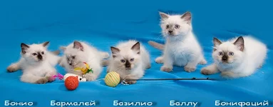 IMG_1412сж.jpg