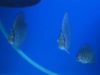 user8630_pic909_1233594435.jpg