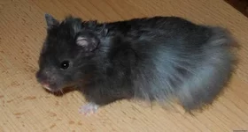 46218365_23526.jpg