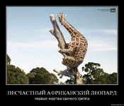 .webp