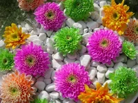 .webp