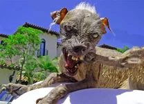 1176055342_uroddog_02.webp
