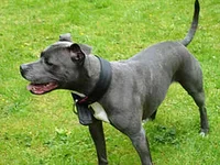irish-staffordshire-bull-terrier-0005.webp