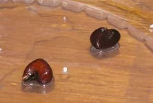  гибискуса Каркаде.webp