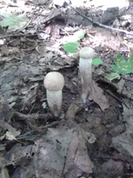 CameraZOOM-20150725092116645.jpg