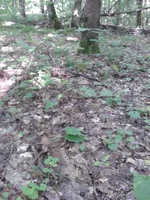 CameraZOOM-20150725093139313.jpg