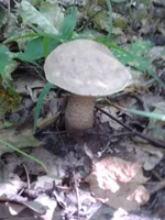 CameraZOOM-20150725101349286.jpg