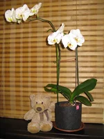 IMG_439.webp