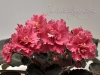strawberry kiss.webp