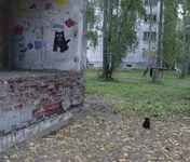 image.webp