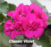 Classic_Violet_.webp