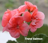 Trend Salmon.webp