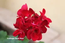 Calliope_Dark_Red.webp