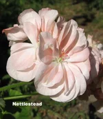 Nettlestead.webp