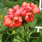 Viktoria Andrea.webp