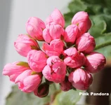 Pink_Pandora.webp