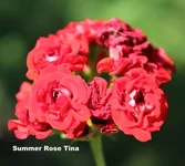 Summer_Rose_Tina.webp