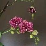 11.webp