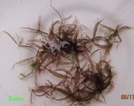 Caloglossa sp. beccarii.webp