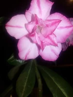 IMG_20151109_191248[1].webp