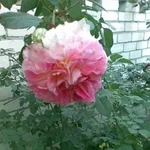 image (3).webp