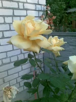 image (4).webp
