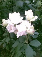 image (5).webp